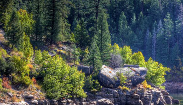 Imágenes de bosques para reactivar cámaras y usar como fondo de pantalla